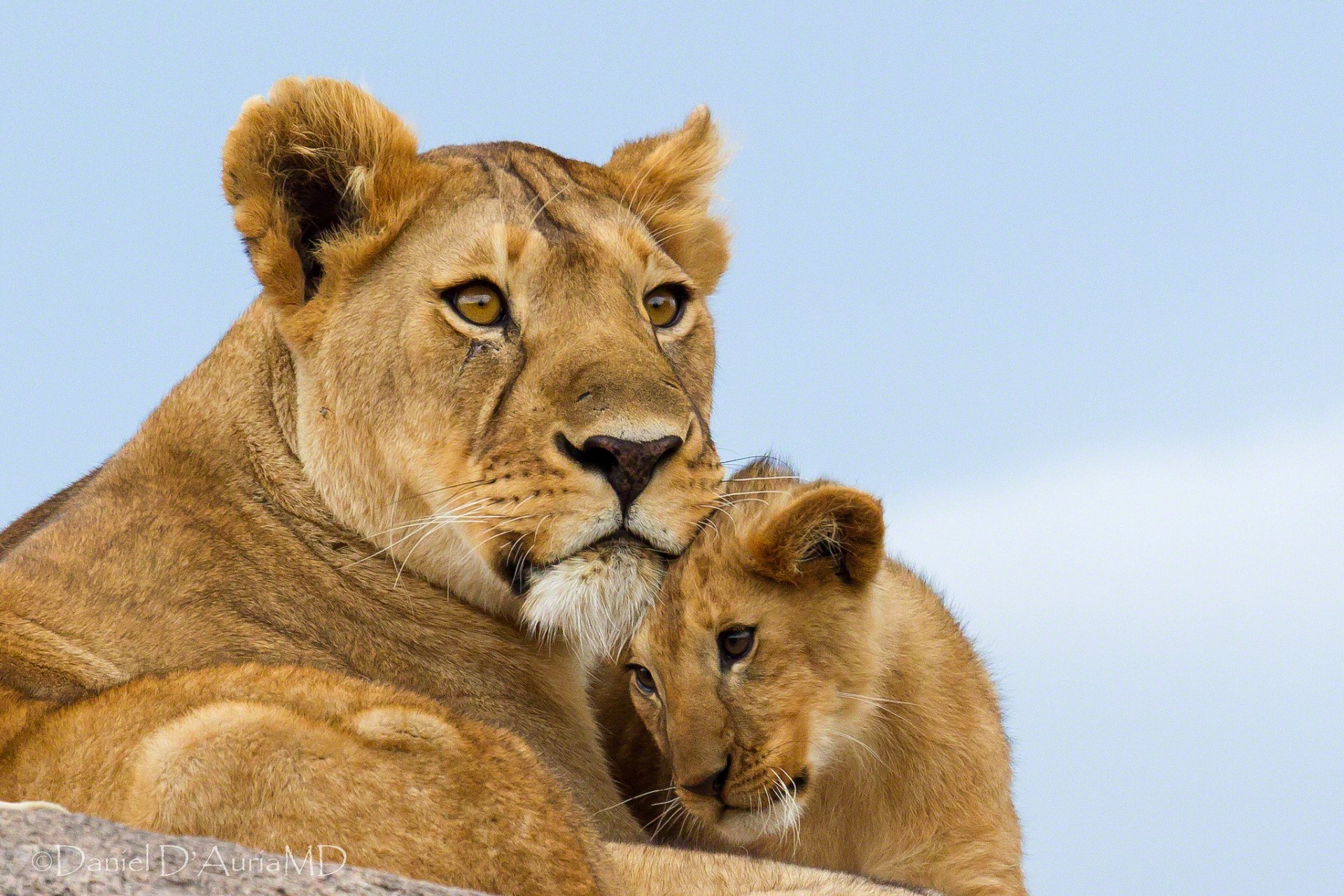 HD PC desktop wallpaper featuring a close-up of a lioness and her cub against a clear sky, showcasing the bond between these majestic animals.