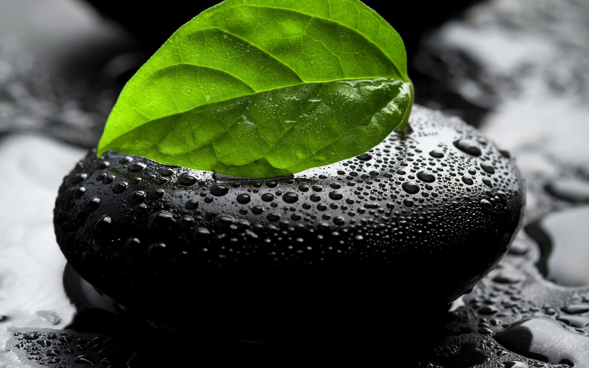 HD nature desktop wallpaper featuring a vibrant green leaf resting on a smooth black rock covered in water droplets.