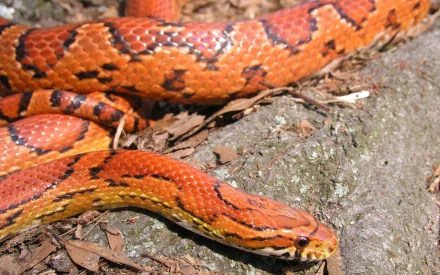 HD desktop wallpaper featuring a vibrant corn snake on a forest floor.