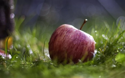A vibrant apple rests on dewy grass, illuminated by soft light, creating a serene and refreshing HD desktop wallpaper background that captures the essence of nature.