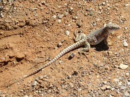 Animal leopard lizard HD Desktop Wallpaper | Background Image