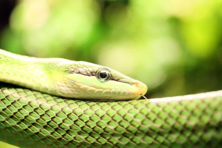 Animal Smooth green snake HD Desktop Wallpaper | Background Image