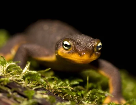 Animal rough-skinned newt HD Desktop Wallpaper | Background Image