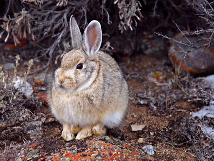 HD PC desktop wallpaper featuring a close-up of a hare sitting among dry foliage and rocks in a natural outdoor setting.