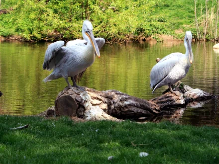HD PC desktop wallpaper showing two pelicans standing on a log in calm water with lush greenery in the background.