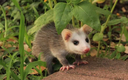 HD PC desktop wallpaper featuring a close-up of a curious opossum standing on the ground surrounded by green foliage.
