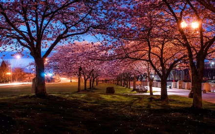 photography park HD Desktop Wallpaper | Background Image