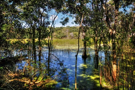 Nature river HD PC desktop wallpaper and background: sunlit river flowing through dense trees and marsh reeds, reflective blue water framed by vibrant green foliage.