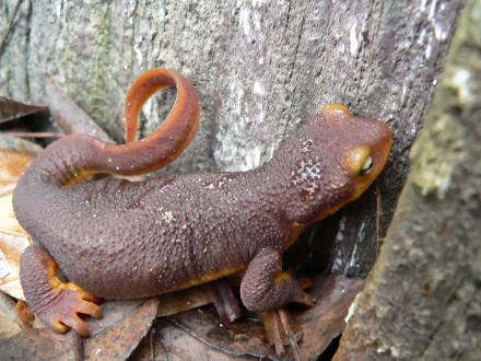 Animal rough-skinned newt HD Desktop Wallpaper | Background Image