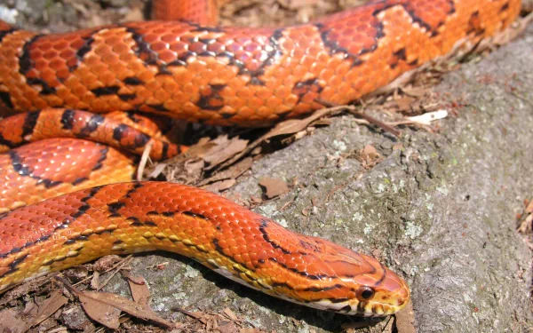 HD desktop wallpaper featuring a vibrant corn snake on a forest floor.