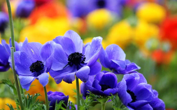 Vibrant purple anemone flowers in full bloom with a blurred background of colorful blossoms, captured in high definition as a nature-themed PC desktop wallpaper.