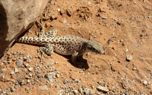 Animal leopard lizard HD Desktop Wallpaper | Background Image