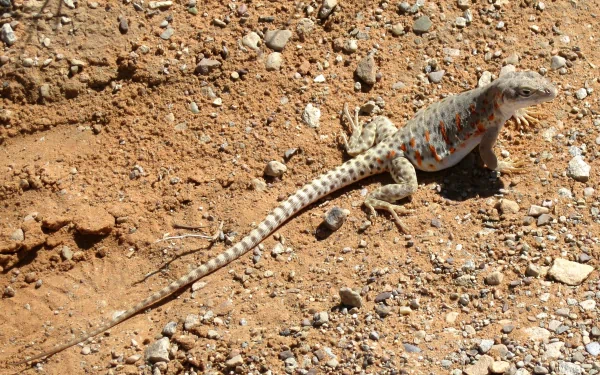 Animal leopard lizard HD Desktop Wallpaper | Background Image