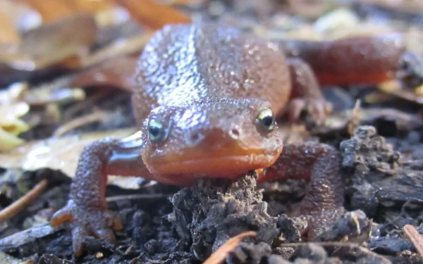 Animal newt HD Desktop Wallpaper | Background Image
