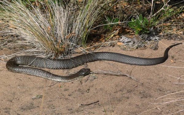 Animal tiger snake HD Desktop Wallpaper | Background Image