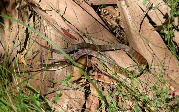 Animal tiger snake HD Desktop Wallpaper | Background Image