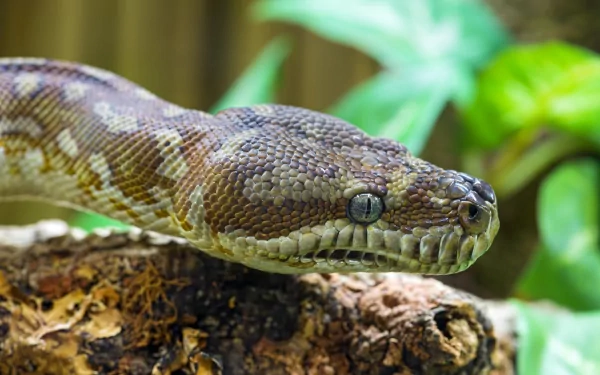 Close-up of a brown snake resting on a log, surrounded by lush green foliage. This captivating image serves as a stunning 4K Ultra HD PC desktop wallpaper and background.