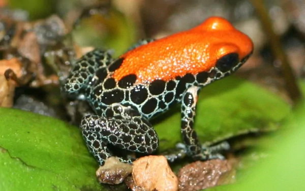 HD desktop wallpaper featuring a vibrant poison dart frog with bright orange and black patterned skin resting on green foliage.