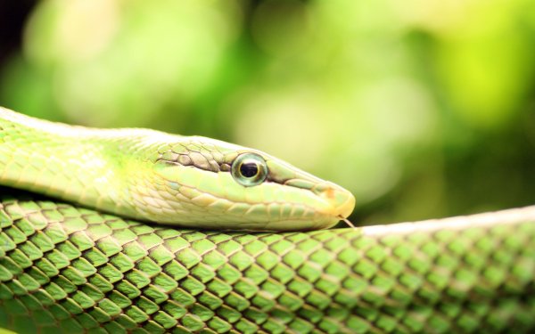 Animal Smooth Green Snake Reptiles Snakes HD Wallpaper | Background Image