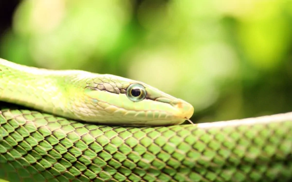 Animal Smooth green snake HD Desktop Wallpaper | Background Image