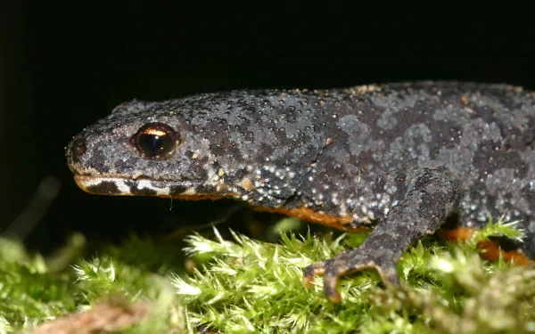  Alpine Newt