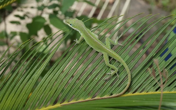 HD PC desktop wallpaper: a bright green anole (animal) perched on a palm frond with tropical leaves in soft focus.