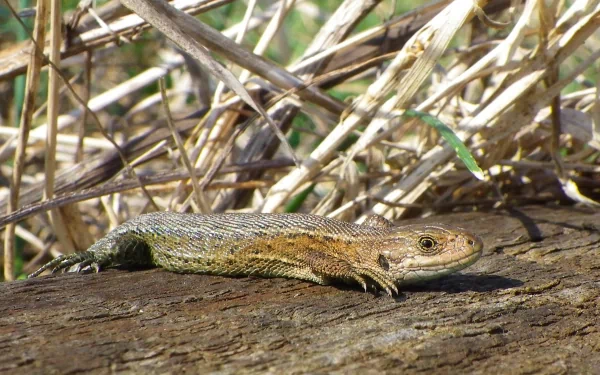 Animal skink HD Desktop Wallpaper | Background Image
