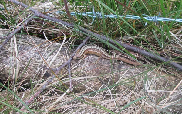 Animal skink HD Desktop Wallpaper | Background Image