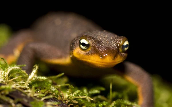 Animal rough-skinned newt HD Desktop Wallpaper | Background Image