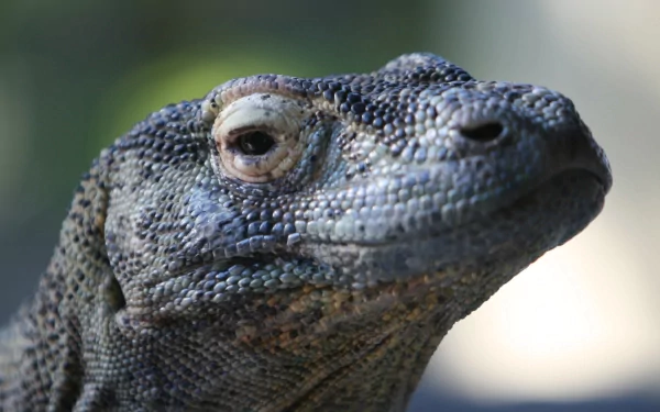 Animal monitor lizard HD Desktop Wallpaper | Background Image