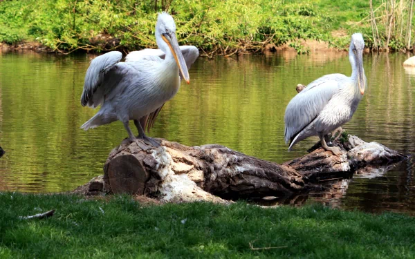 HD PC desktop wallpaper showing two pelicans standing on a log in calm water with lush greenery in the background.