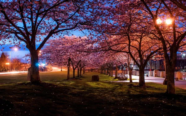 HD photography of a park at twilight with illuminated cherry blossom trees lining a quiet pathway, captured as a vibrant PC desktop wallpaper and background.