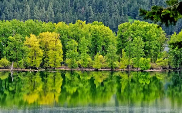 HD desktop wallpaper showcasing vibrant green and yellow trees reflected clearly on the calm water, surrounded by a dense forest backdrop.