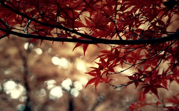 nature branch HD Desktop Wallpaper | Background Image