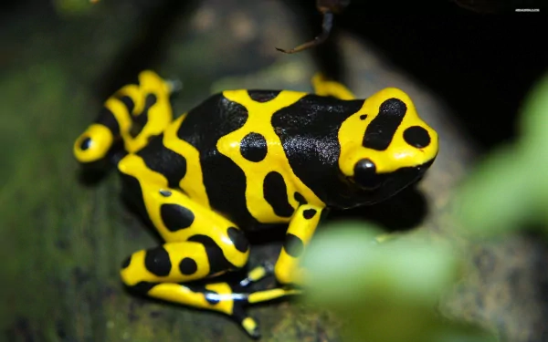 A vibrant poison dart frog with striking yellow and black coloration, perched among foliage, serving as a captivating HD PC desktop wallpaper and background.