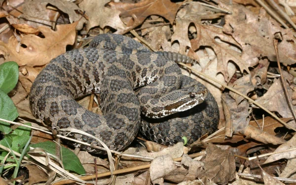 Animal rattlesnake HD Desktop Wallpaper | Background Image