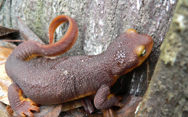Animal Rough-Skinned Newt Amphibians Salamanders HD Wallpaper | Background Image