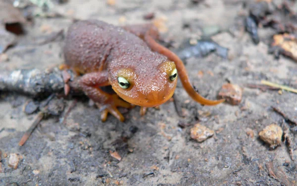 Animal rough-skinned newt HD Desktop Wallpaper | Background Image