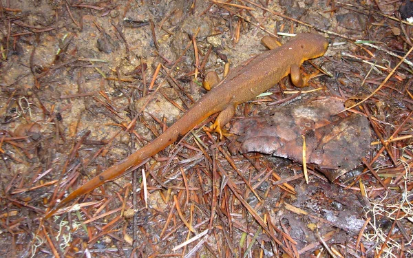 Animal newt HD Desktop Wallpaper | Background Image