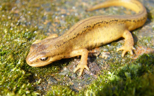 Animal newt HD Desktop Wallpaper | Background Image