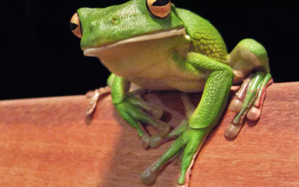 Animal white-lipped tree frog HD Desktop Wallpaper | Background Image