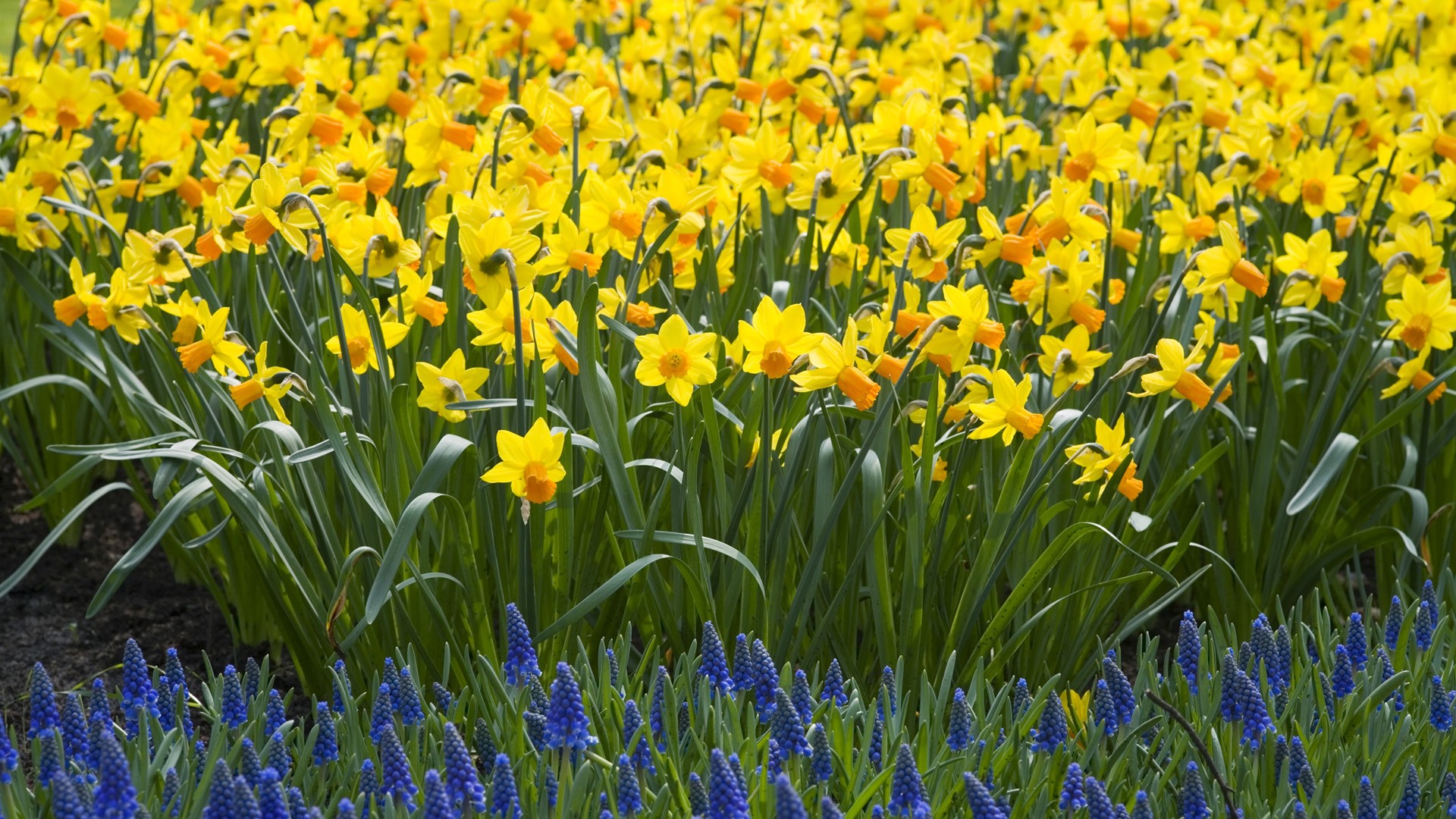 White and yellow daffodils on a blue background. Flower with orange center.  Spring flowers. A simple Stock Photo by Real_life_Studio