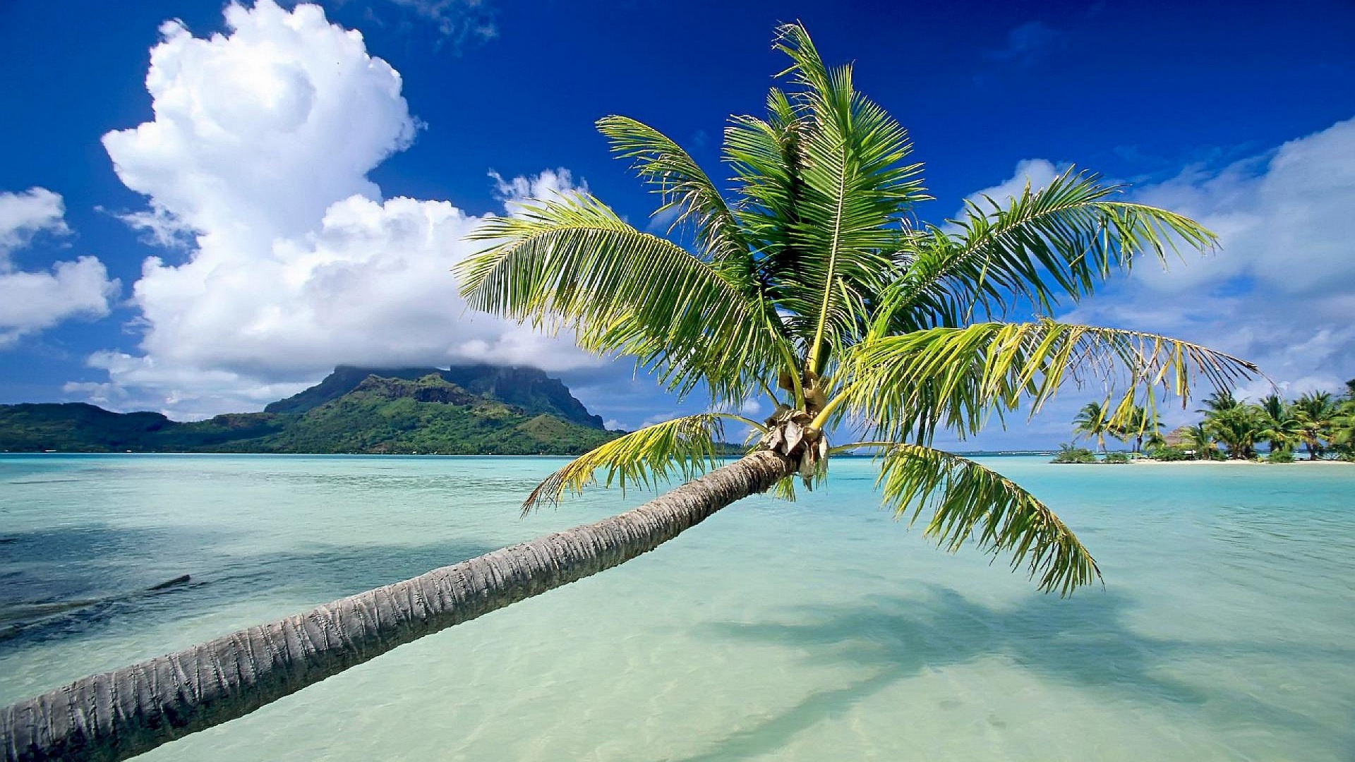  Palm  Tree HD  Wallpaper  Background Image 1920x1080 ID 