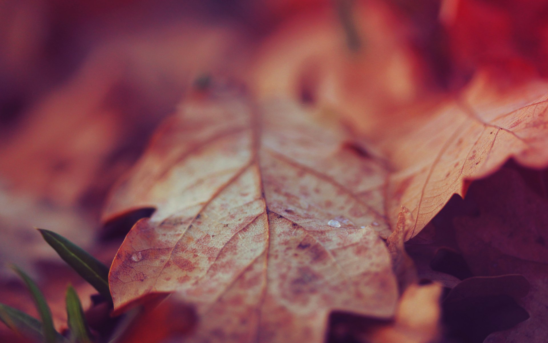 Nature Leaf HD Wallpaper