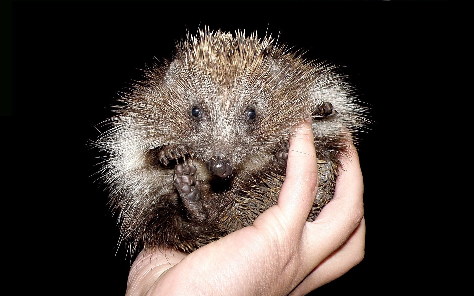HD PC desktop wallpaper and background featuring a small hedgehog curled in a hand against a black backdrop.