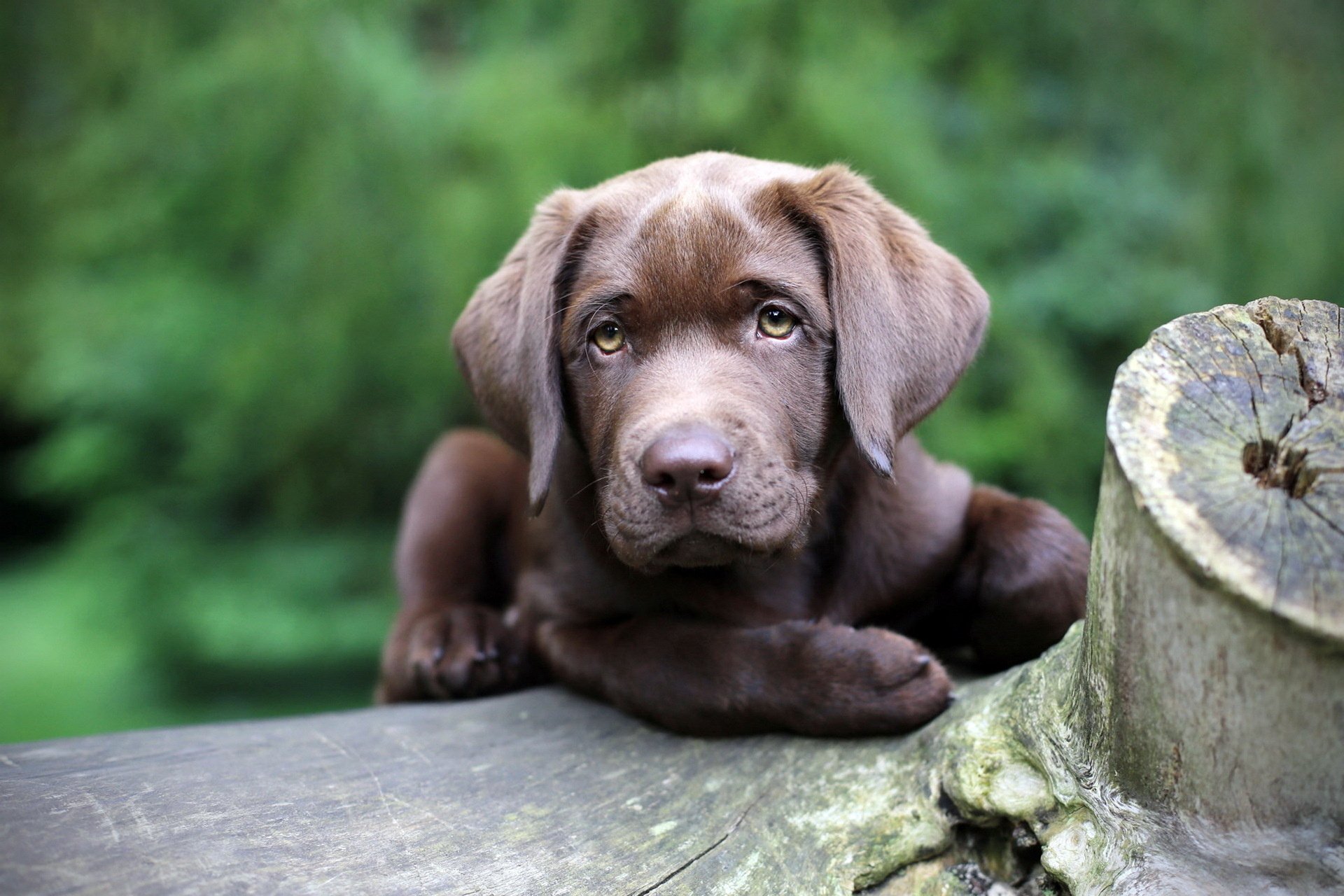 A cute brown puppy rests its chin on a log, surrounded by lush greenery. This HD desktop wallpaper captures the charming essence of this playful dog.