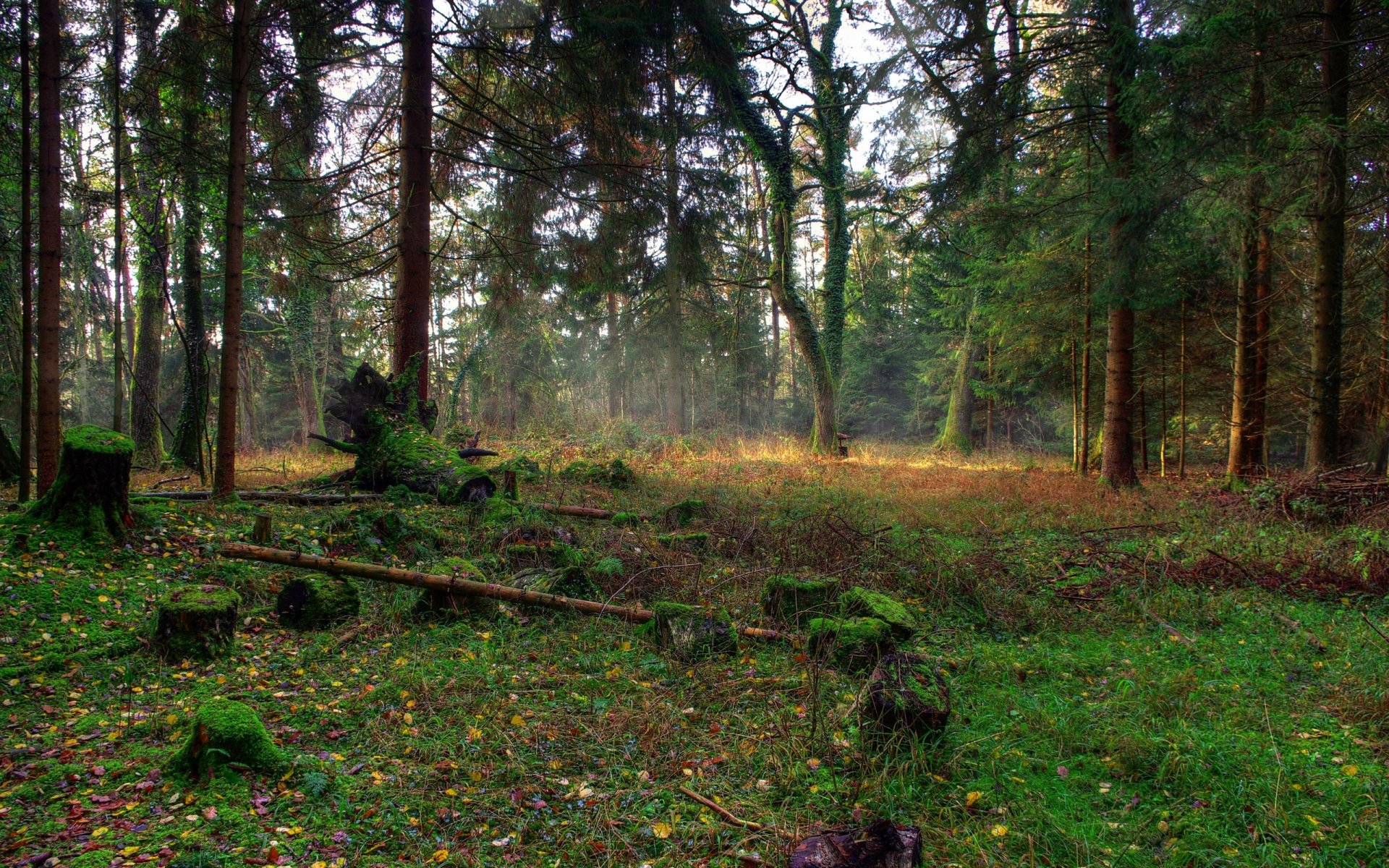 HD PC desktop wallpaper featuring a serene forest scene with sunlight filtering through tall trees and moss-covered ground in a peaceful natural setting.