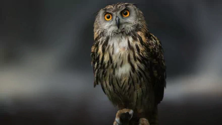 A striking close-up of an owl with vibrant orange eyes, set against a soft, blurred background. This HD image serves as an engaging desktop wallpaper and background.