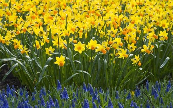 HD desktop wallpaper featuring a vibrant field of yellow daffodils contrasted with blue flowers, showcasing nature's bright and lively colors.