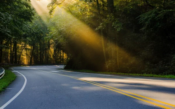 A scenic HD desktop wallpaper of a winding road through a lush forest with sunlight streaming through the trees.